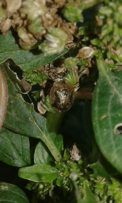 Chrysomelidae: Cassida sp.: S, Cassida piperata, specie aliena